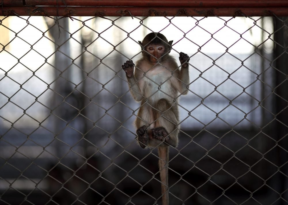 Monkey / Wild Animal Prevention Nets
